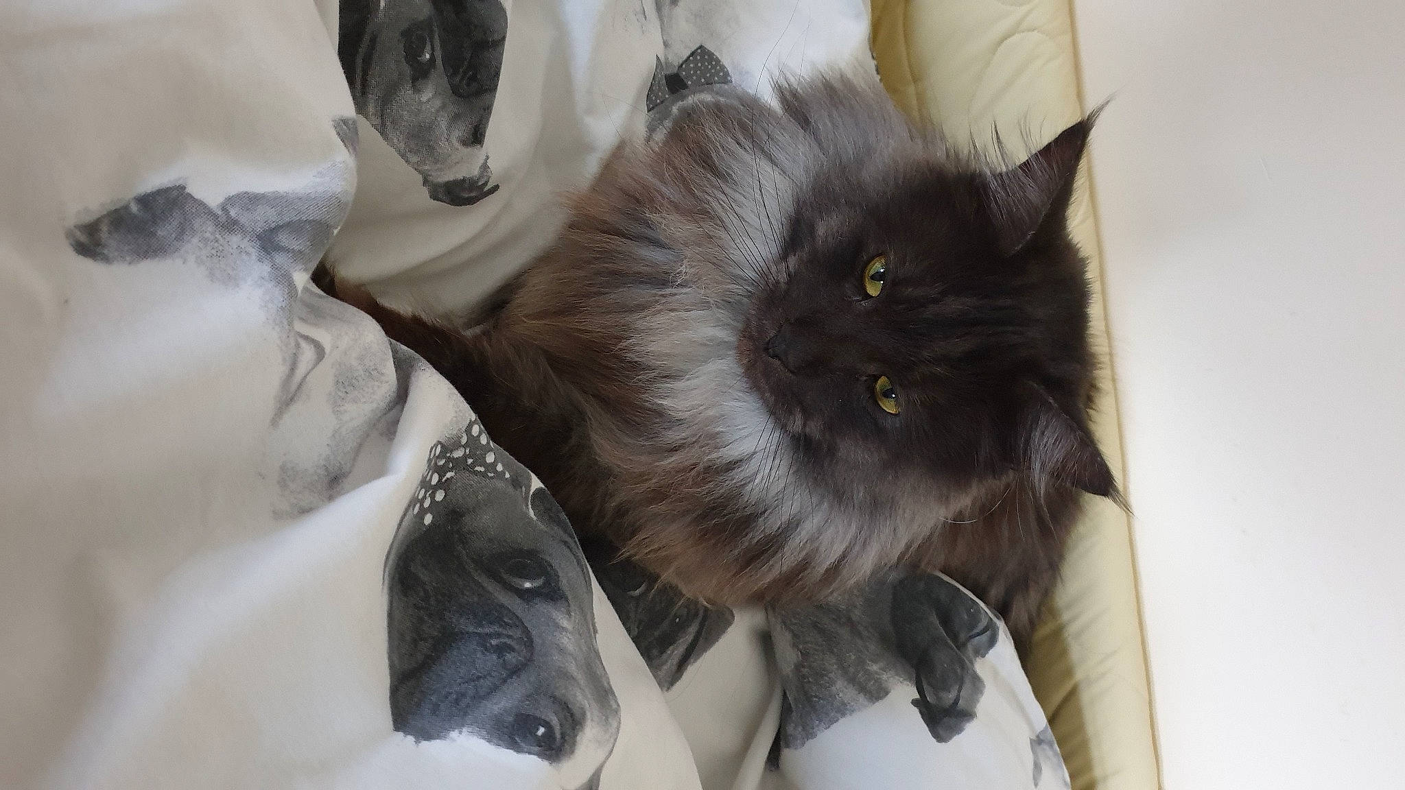 Bendzamin joined the competition — help win amazing prizes! black_cat, box, british_longhair, carnivore, cat, claw, comfort, fashion_accessory, fawn, felidae, fur, grey, paw, persian, small_to_medium_sized_cats, snout, tail, whiskers
