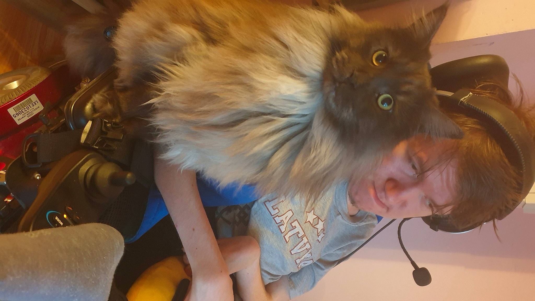 Bendzamin joined the competition — help win amazing prizes! british_longhair, canidae, carnivore, cat, companion_dog, dog_breed, eye, fashion_accessory, fawn, felidae, fun, fur, gesture, happy, iris, small_to_medium_sized_cats, smile, snout, tail, whiskers