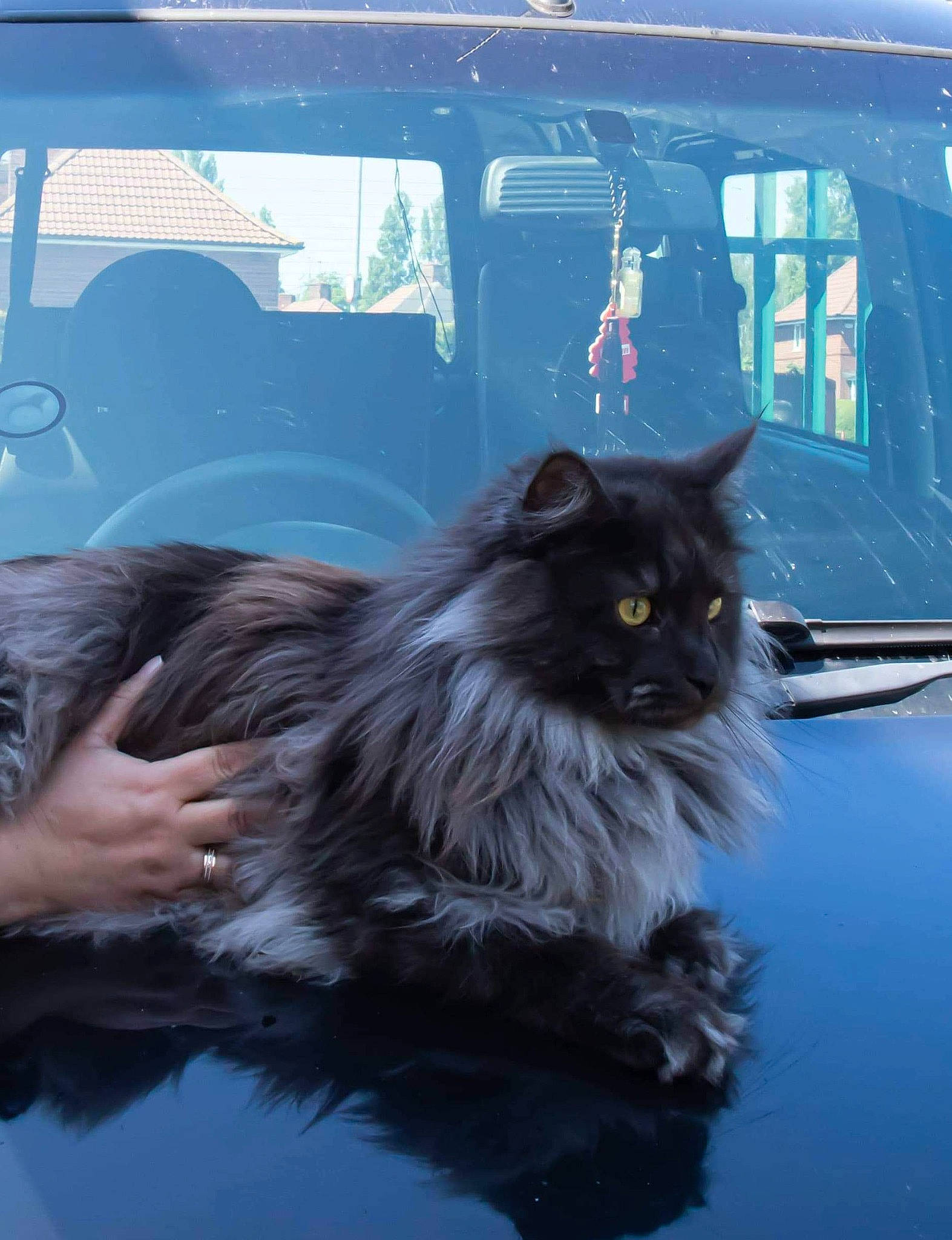 Bendzamin joined the competition — help win amazing prizes! auto_part, automotive_exterior, automotive_lighting, automotive_tire, automotive_window_part, carnivore, cat, door, electric_blue, felidae, fender, fur, motor_vehicle, small_to_medium_sized_cats, snout, tire, vehicle, vehicle_door, whiskers, windshield