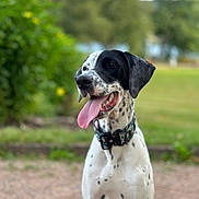 Onyx is registered to the contest to win money with this photo: animal, black_and_white, blurred_background, canine, collar, cute, daylight, dog, ears, friendly, grass, greenery, happy, muzzle, nature, outdoor, pet, sitting, spot, tongue_out