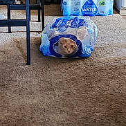 Loki joined the competition — help win amazing prizes! animal, carpet, cat, chair, container, curious, domestic, feline, floor, hiding, home, indoor, object, pet, plastic, room, stuffed, table, vacuum_cleaner, water_bottle_pack