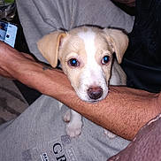 Oreo is registered to the contest to win money with this photo: accessories, animal, bodypart, canine, clothing, couch, dog, electronics, furniture, hound, jewelry, mobilephone, person, pet, phone, puppy, ring, skin, t_shirt, tattoo