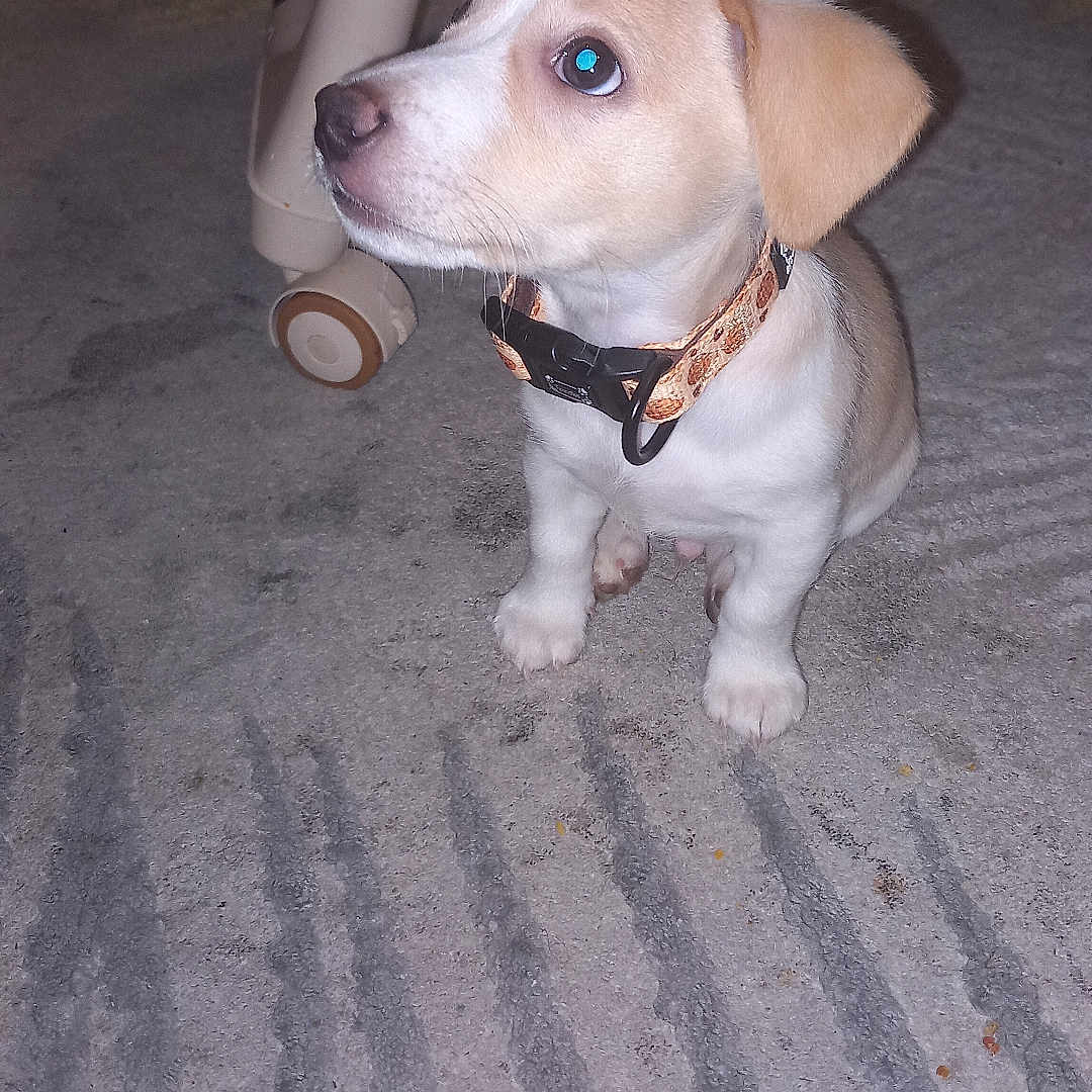 Oreo