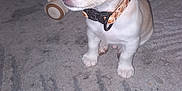 Oreo is registered to the contest to win money with this photo: accessories, animal, beagle, bodypart, bulldog, canine, chihuahua, collar, dog, hound, husky, labradorretriever, leash, person, pet, puppy, strap, toe, whitedog