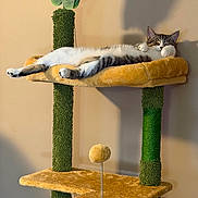 Minnie joined the competition — help win amazing prizes! cat, cat_tree, sleeping, relaxed, feline, pet, indoor, cozy, fur, paw, whiskers, shadow, home, resting, animal, cute, tabby, stretching, soft, mammal