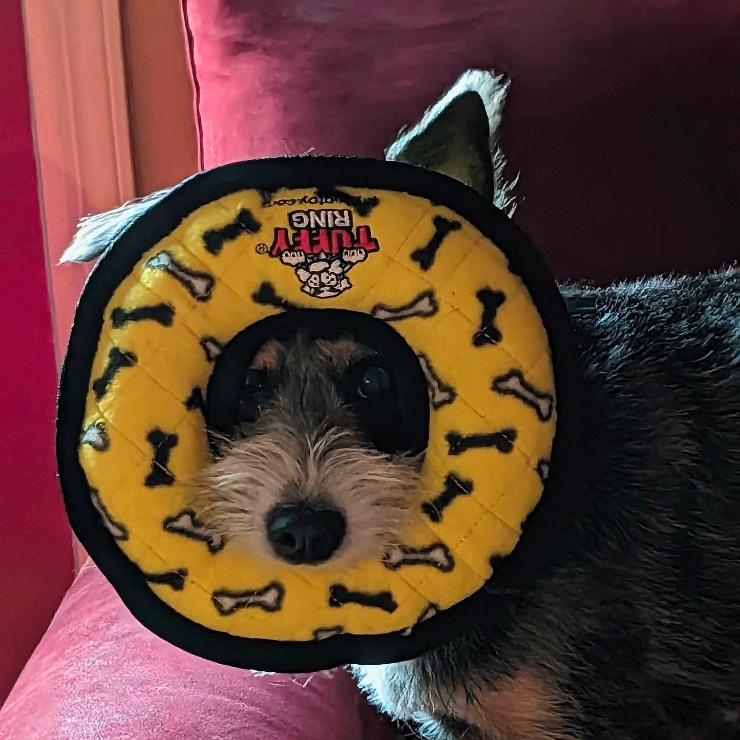 Ivy joined the competition — help win amazing prizes! animal, bones, circular, closeup, couch, cute, dog, ears, face, fur, indoor, nose, pet, pet_accessory, playful, red, relaxed, texture, toy, yellow