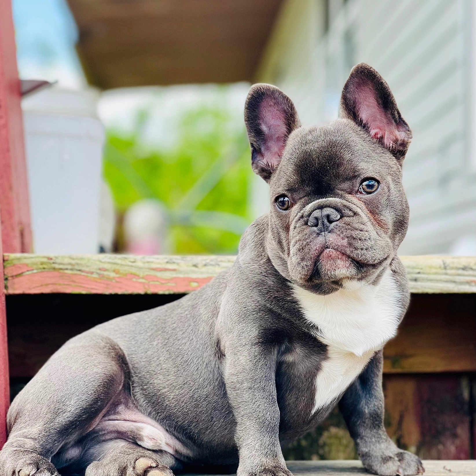 Charlie joined the competition — help win amazing prizes! animal, bostonbull, boxer, bulldog, canine, dog, frenchbulldog, pet, pitbull, puppy, snout, whitedog
