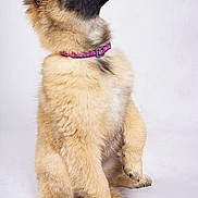 Luna Bella a rejoint le concours — aidez-le/la à gagner de superbes lots !