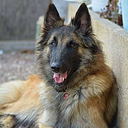 Luna participe au concours pour gagner de l'argent avec cette photo : belgian_shepherd, belgian_shepherd_malinois, carnivoran, dog, dog_breed, dog_breed_group, dog_crossbreeds, dog_like_mammal, east_european_shepherd, king_shepherd, kunming_wolfdog, mammal, old_german_shepherd_dog, rare_breed_dog, shiloh_shepherd_dog, snout, tervuren