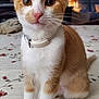 Summer is registered to the contest to win money with this photo: bedspread, cat, collar, curious, cute, domestic, ears, eyes, feline, floral, home, indoor, kitten, nose, orange, pet, sitting, whiskers, white, young