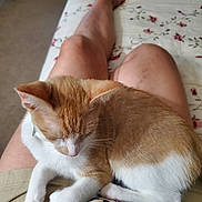 Summer joined the competition — help win amazing prizes! animal, bedspread, cat, comfort, cozy, domestic_cat, feline, floral_pattern, ginger_cat, indoor, lap, legs, person, pet, relaxed, resting, shorts, skin, sleepy, white_cat