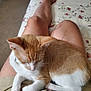 animal, bedspread, cat, comfort, cozy, domestic_cat, feline, floral_pattern, ginger_cat, indoor, lap, legs, person, pet, relaxed, resting, shorts, skin, sleepy, white_cat