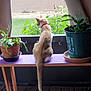 Summer joined the competition — help win amazing prizes! bench, cat, collar, curious, floor, garden, greenery, home, indoor, nature, orange_cat, plants, potted_plant, purple_bench, quiet, relaxing, screen, sunlight, tail, window