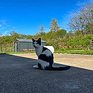 Snow participe au concours pour gagner de l'argent avec cette photo : cat, black_and_white, outdoor, concrete, sitting, animal, blue_sky, grass, shed, trees, sunlight, shadow, nature, feline, curious, daytime, pet, quiet, rural, calm