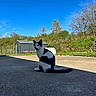 cat, black_and_white, outdoor, concrete, sitting, animal, blue_sky, grass, shed, trees, sunlight, shadow, nature, feline, curious, daytime, pet, quiet, rural, calm