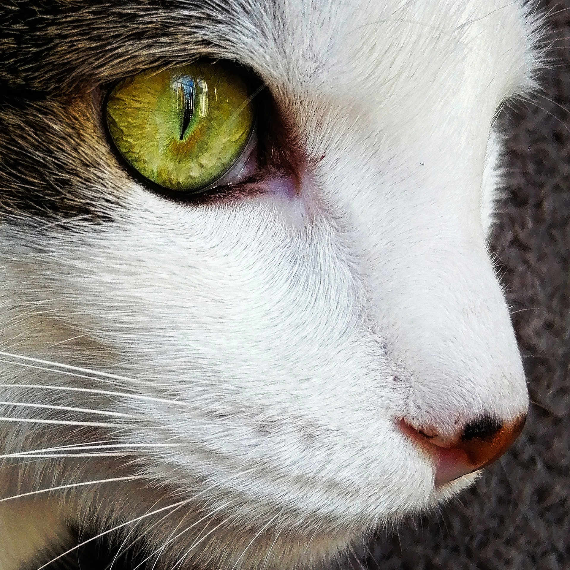 Sandwich a rejoint le concours — aidez-le/la à gagner de superbes lots ! carnivore, cat, close_up, curious, domestic_short_haired_cat, ear, eye, eyelash, fang, felidae, fur, head, human_body, iris, no_expression, small_to_medium_sized_cats, snout, terrestrial_animal, whiskers, wildlife