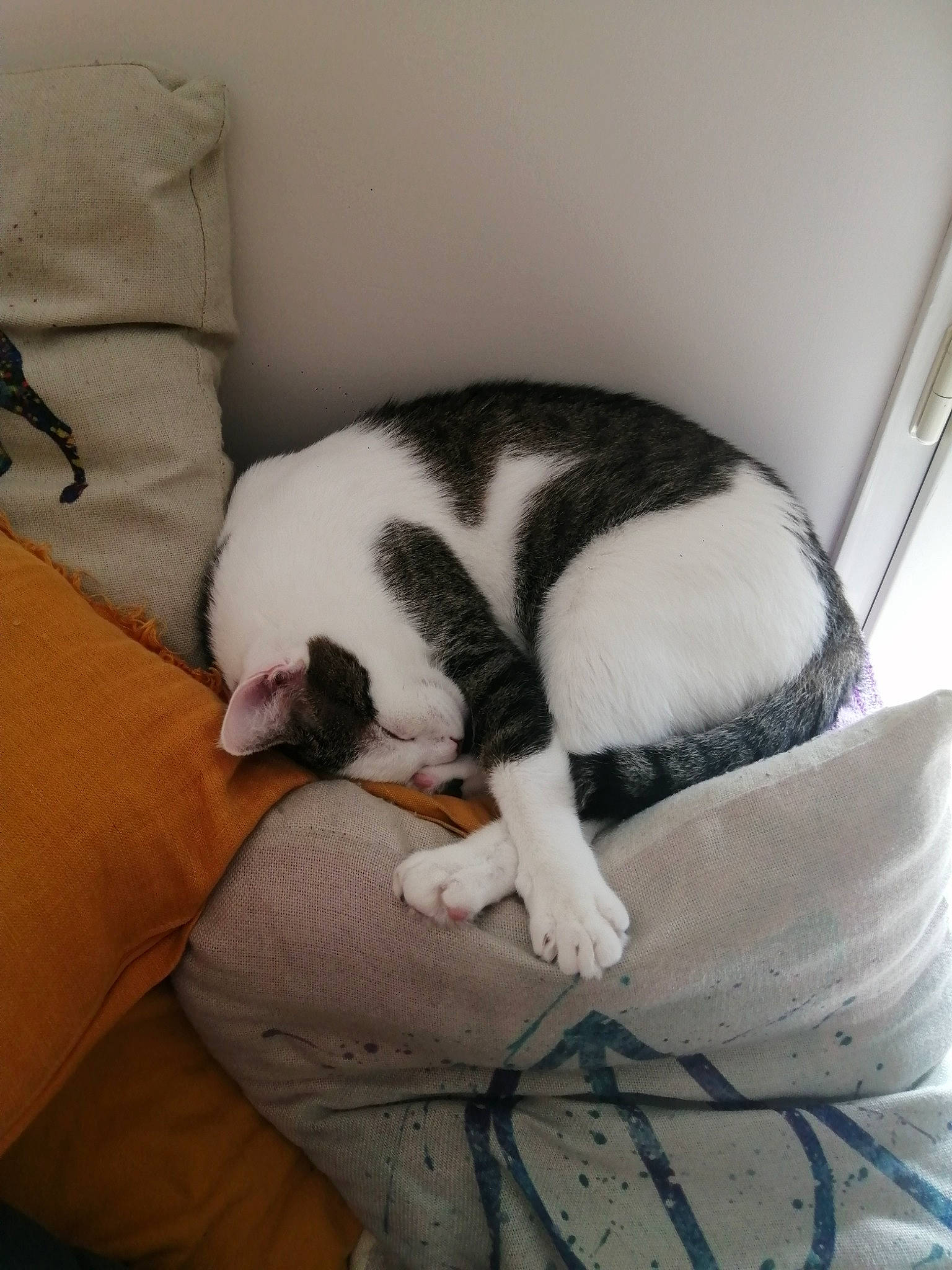 Sandwich participe au concours pour gagner de l'argent avec cette photo : bedding, carnivore, cat, comfort, companion_dog, dog_breed, domestic_short_haired_cat, felidae, fur, grey, linens, mammal, paw, room, small_to_medium_sized_cats, snout, tail, textile, vertebrate, whiskers