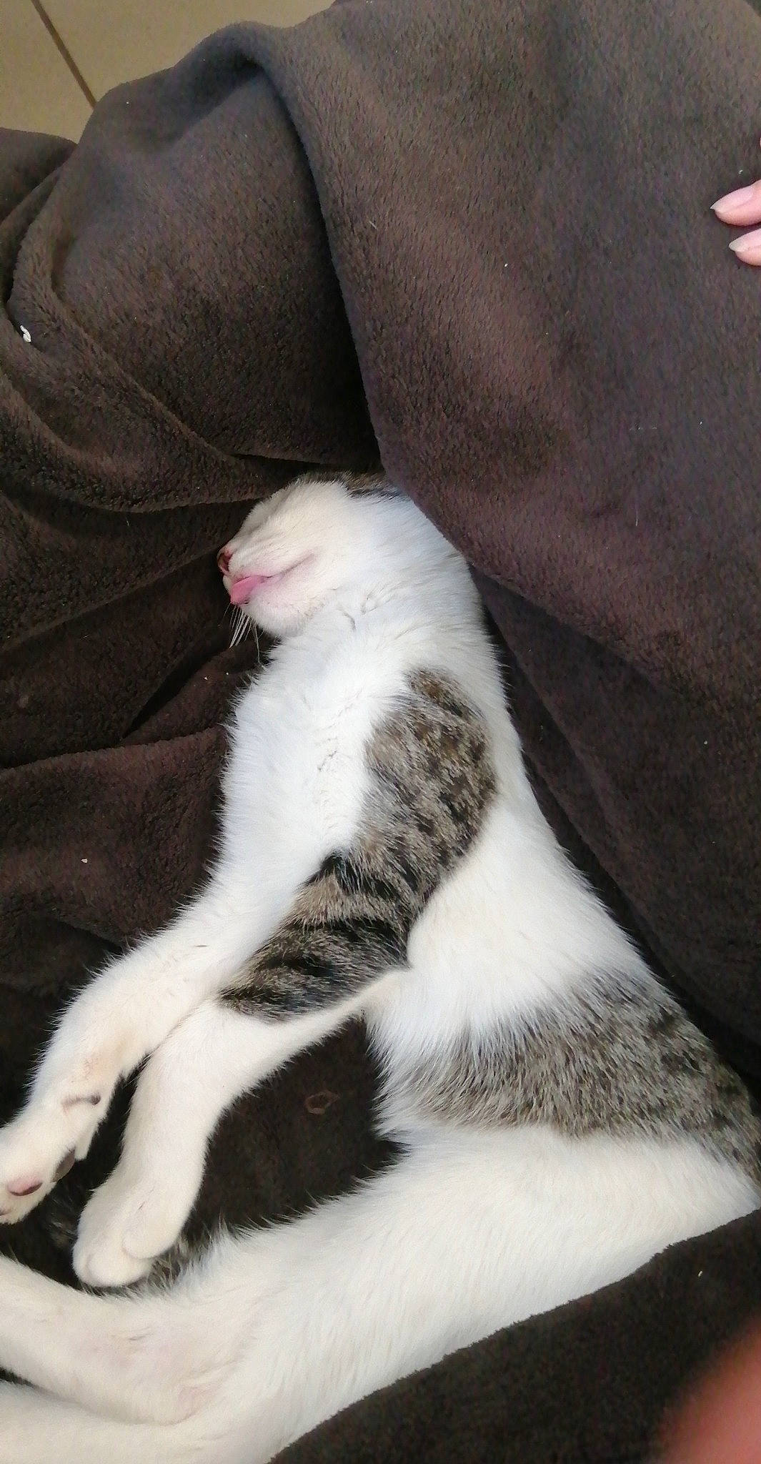 Sandwich a rejoint le concours — aidez-le/la à gagner de superbes lots ! carnivore, cat, claw, comfort, domestic_short_haired_cat, eye, felidae, foot, fur, grey, human_body, human_leg, paw, sitting, small_to_medium_sized_cats, snout, tail, terrestrial_animal, whiskers