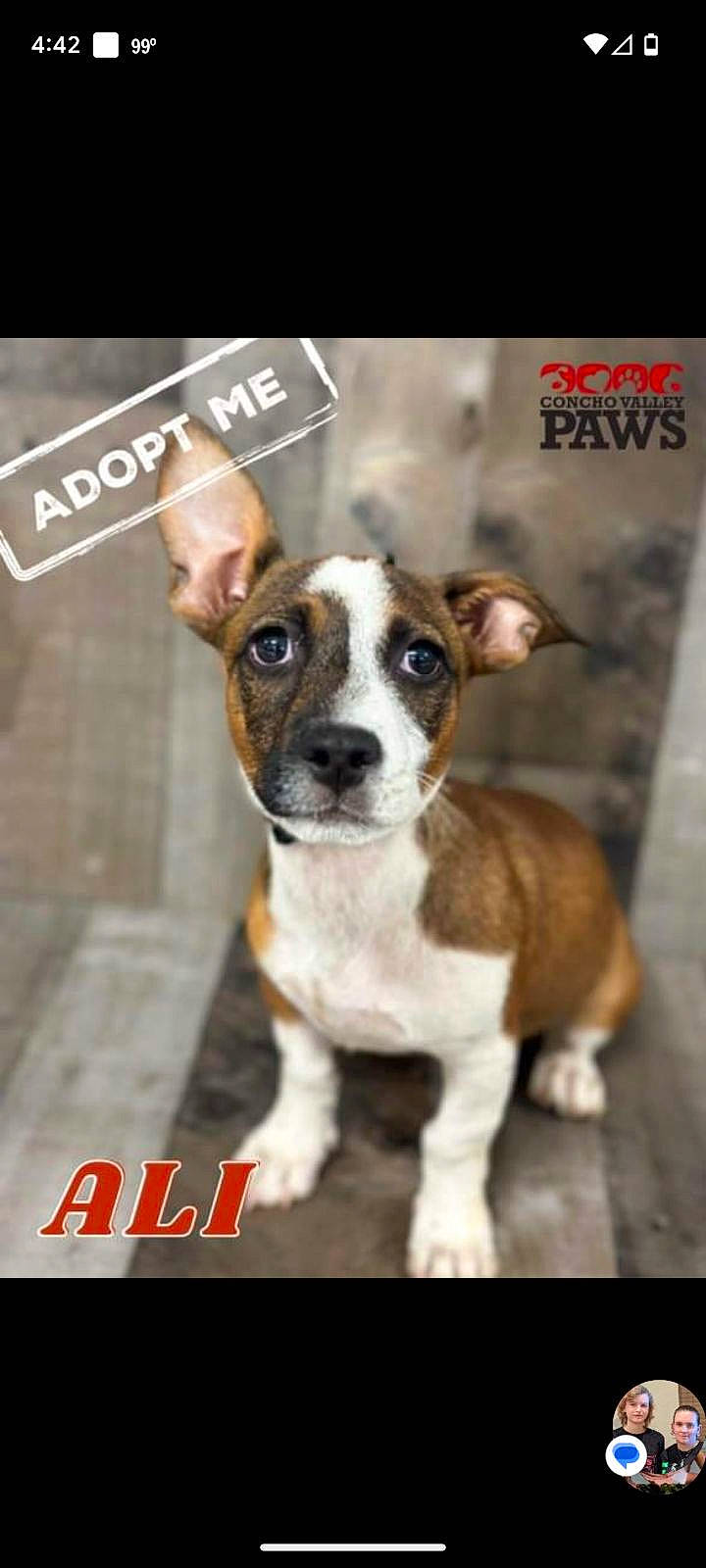 Ali is registered to the contest to win money with this photo: ancient_dog_breeds, boston_terrier, canidae, carnivore, collar, companion_dog, dog, dog_breed, dog_collar, font, illustration, non_sporting_group, photo_caption, toy_dog, whiskers, working_animal, working_dog