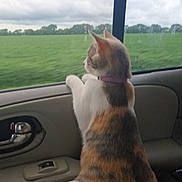 Melody joined the competition — help win amazing prizes! cat, calico_cat, pet, animal, car, car_interior, passenger_seat, window, countryside, field, green_grass, cloudy_sky, road_trip, travel, standing, looking_out_window, collar, multicolored_fur, door, indoor