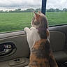 animal, calico_cat, car, car_interior, cat, cloudy_sky, collar, countryside, door, field, green_grass, indoor, looking_out_window, multicolored_fur, passenger_seat, pet, road_trip, standing, travel, window