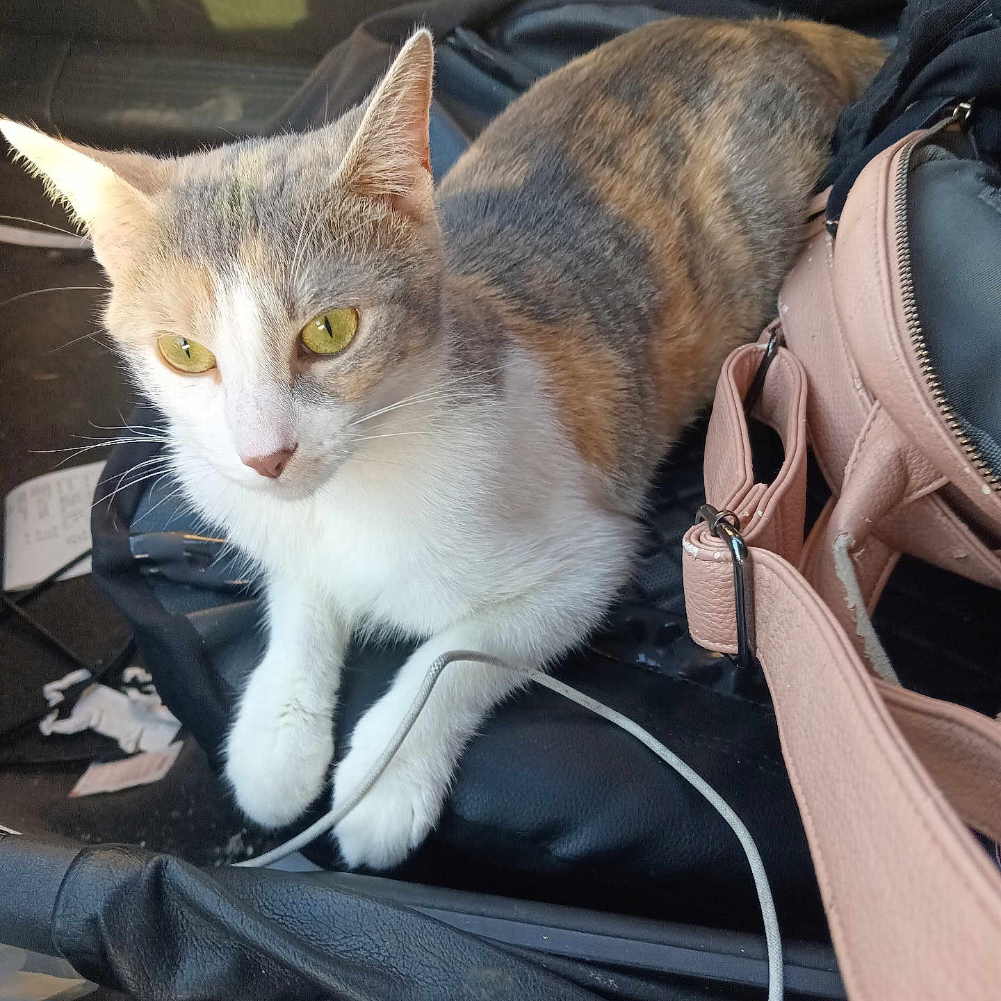 Melody joined the competition — help win amazing prizes! cat, calico_cat, feline, pet, animal, sitting, car, car_interior, center_console, purse, handbag, charging_cable, white_fur, gray_fur, orange_fur, green_eyes, whiskers, ears, closeup, portrait