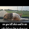 Melody joined the competition — help win amazing prizes! cat, calico_cat, pet, animal, sleeping, lying_down, car, dashboard, vehicle, road, rural, countryside, green_field, landscape, windshield, chain, relaxed, travel, funny, text_overlay