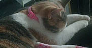 Melody is registered to the contest to win money with this photo: cat, tabby, white_fur, sleeping, sleepy, pet, pink_collar, bow, blanket, bed, bedroom, indoors, cozy, relaxed, lying_down, animal, whiskers, ears, mirror, curtains