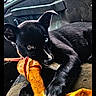 animal, black_dog, car, car_interior, chewing, cozy, dog, heterochromia, lying_down, mismatched_eyes, pet, playful, plush_toy, portrait, puppy, rain, road_trip, seat, toy, window