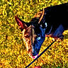 Shadow joined the competition — help win amazing prizes! alert, black_and_tan, blue_collar, canine, closeup, dog, grass, high_contrast, human_foot, leash, outdoors, panting, pet, pointed_ears, portrait, shadow, standing, sunlight, tongue_out, walk