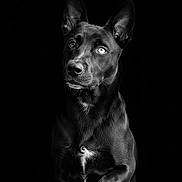 Shadow is registered to the contest to win money with this photo: alert, animal, black_and_white, black_dog, canine, centered_composition, close_up, dark_background, dog, dramatic, expressive_eyes, glossy_coat, monochrome, pet, photography, portrait, sitting, studio_lighting, upright_ears, white_chest_patch