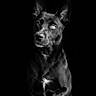 alert, animal, black_and_white, black_dog, canine, centered_composition, close_up, dark_background, dog, dramatic, expressive_eyes, glossy_coat, monochrome, pet, photography, portrait, sitting, studio_lighting, upright_ears, white_chest_patch