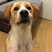 Lylas participe au concours pour gagner de l'argent avec cette photo : dog, wet, indoor, wooden_floor, pet, animal, brown_fur, white_fur, curious, ears, sitting, looking_up, living_room, couch, furniture, floor, domestic, canine, cute, companion