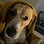 dog, blanket, brown, white, close_up, indoor, pet, cute, animal, fur, face, ears, snout, eyes, cozy, resting, soft_lighting, warm, comfort, portrait