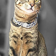 Cleo'Patra joined the competition — help win amazing prizes! cat, tabby_cat, pet, animal, portrait, sitting, upright, necklace, collar, jewelry, whiskers, ears, eyes, striped_fur, short_hair, indoor, gray_background, studio_lighting, front_view, elegant