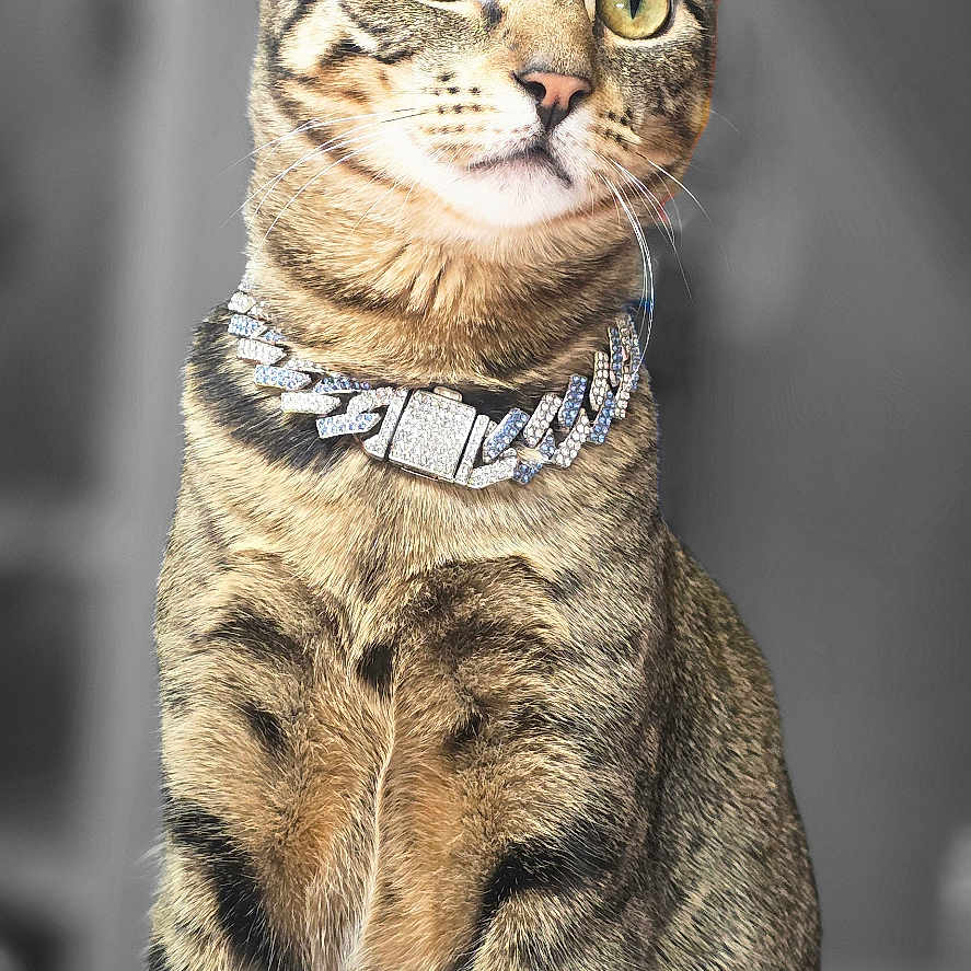 Cleo'Patra joined the competition — help win amazing prizes! cat, tabby_cat, pet, animal, portrait, sitting, upright, necklace, collar, jewelry, whiskers, ears, eyes, striped_fur, short_hair, indoor, gray_background, studio_lighting, front_view, elegant
