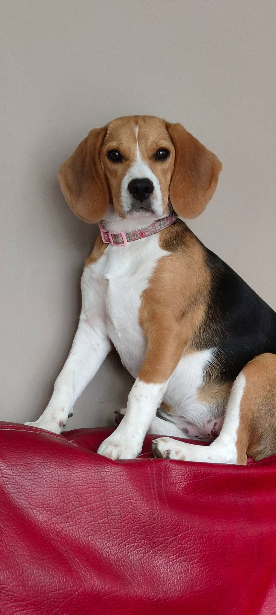 Rina participe au concours pour gagner de l'argent avec cette photo : ancient_dog_breeds, beaglier, carnivore, companion_dog, dog, dog_breed, fawn, hound, hunting_dog, liver, scent_hound, sporting_group, tail, terrestrial_animal, working_animal