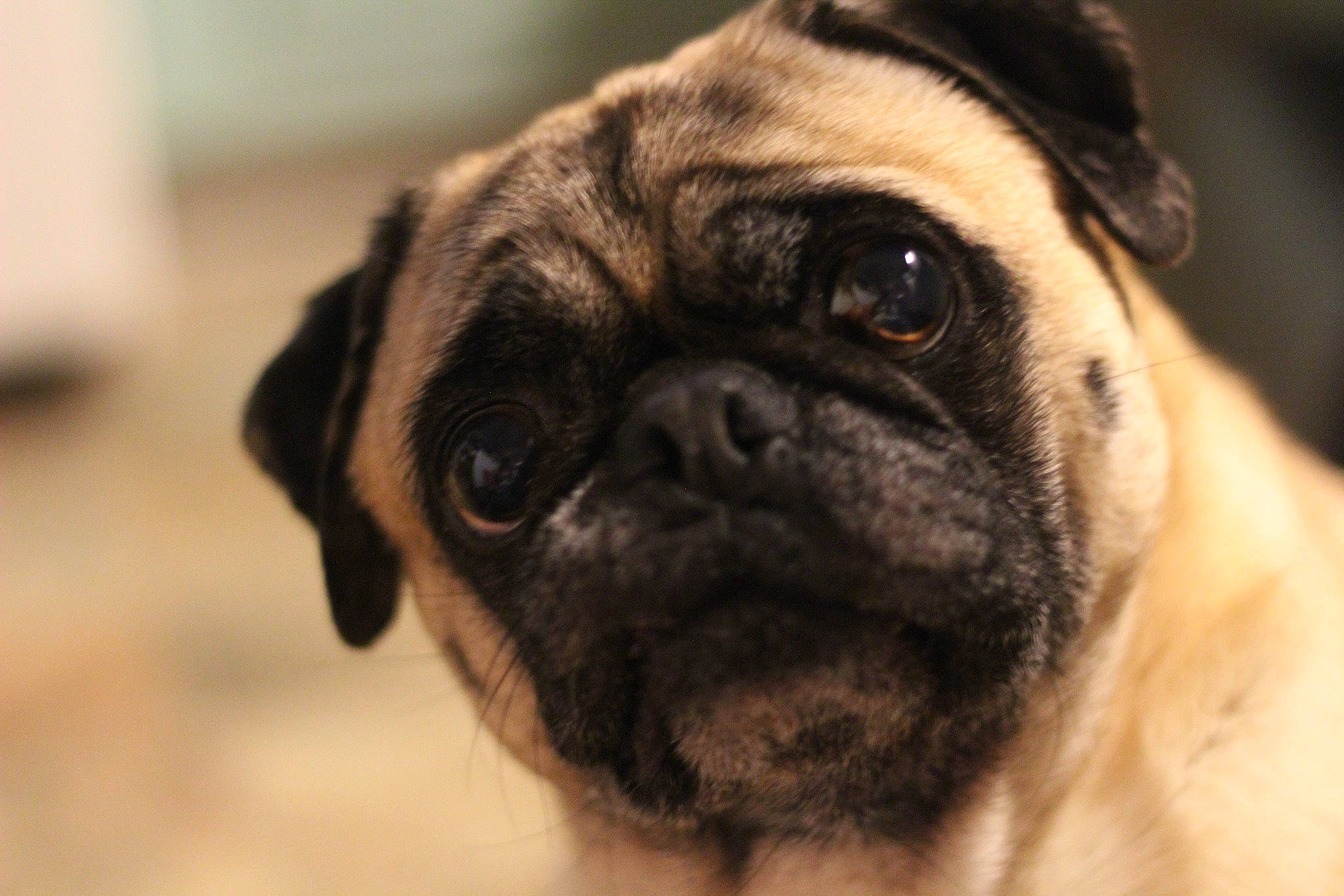 Bean joined the competition — help win amazing prizes! ancient_dog_breeds, canidae, carnivore, companion_dog, dog, dog_breed, fawn, non_sporting_group, pug, sporting_group, terrestrial_animal, toy_dog, whiskers, wood, wrinkle