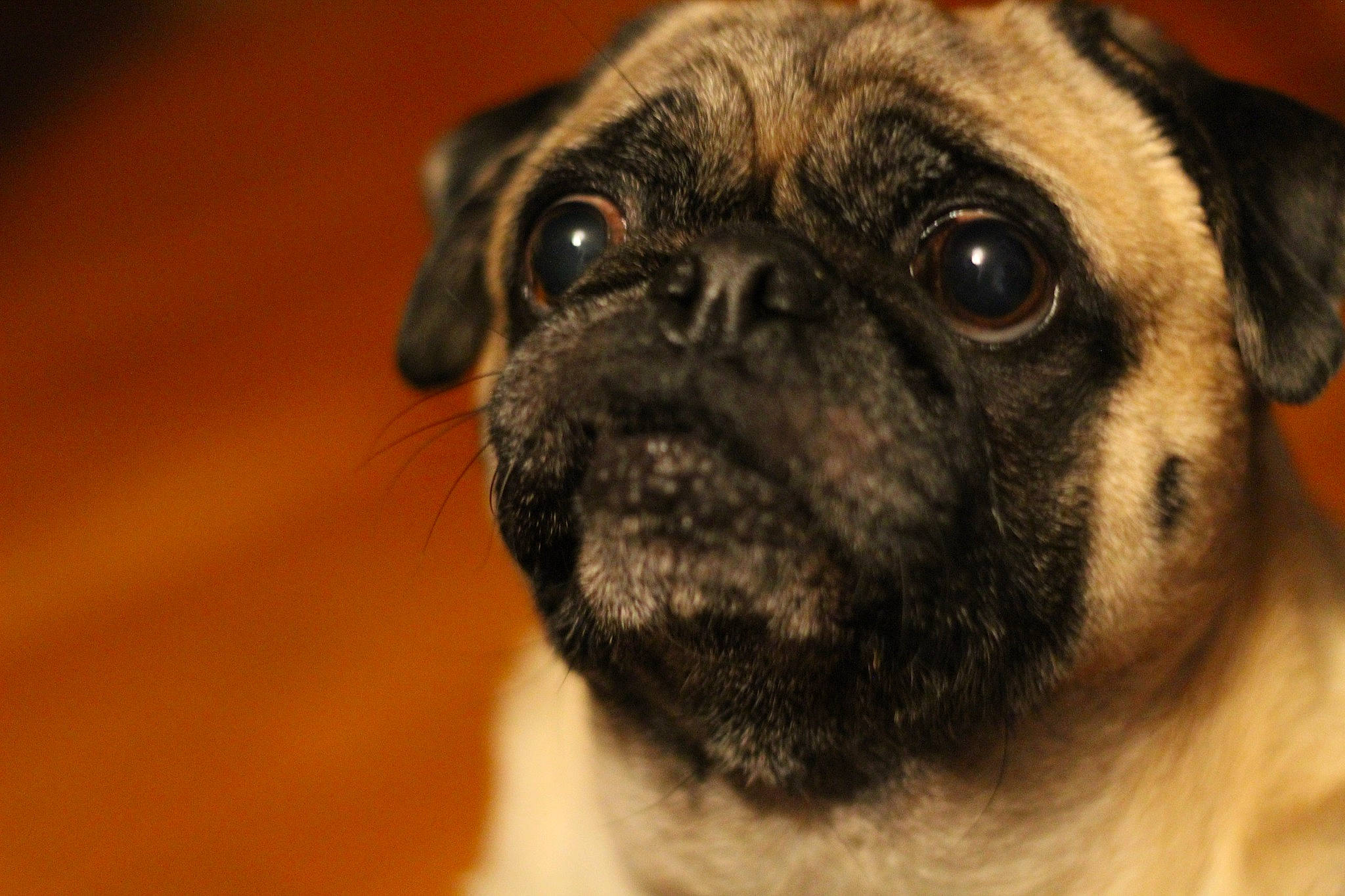 Bean joined the competition — help win amazing prizes! canidae, carnivore, close_up, companion_dog, dog, dog_breed, ear, fawn, fur, non_sporting_group, pug, puppy, snout, sporting_group, terrestrial_animal, toy_dog, whiskers, wood, wrinkle