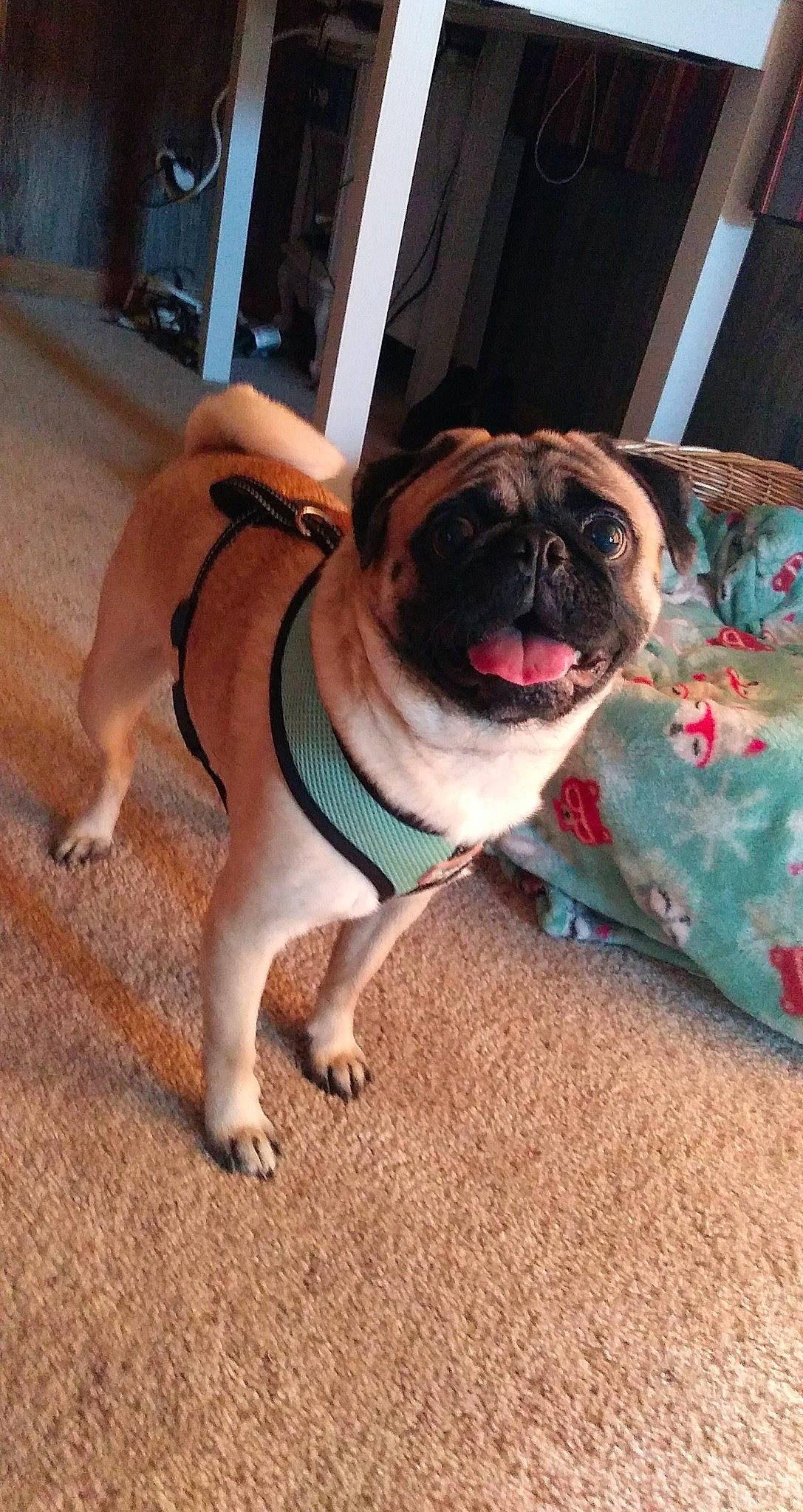 Bean joined the competition — help win amazing prizes! canidae, carnivore, collar, companion_dog, dog, dog_breed, dog_collar, door, fawn, flooring, non_sporting_group, paw, pug, road_surface, snout, sporting_group, terrestrial_animal, toy_dog, working_animal, wrinkle