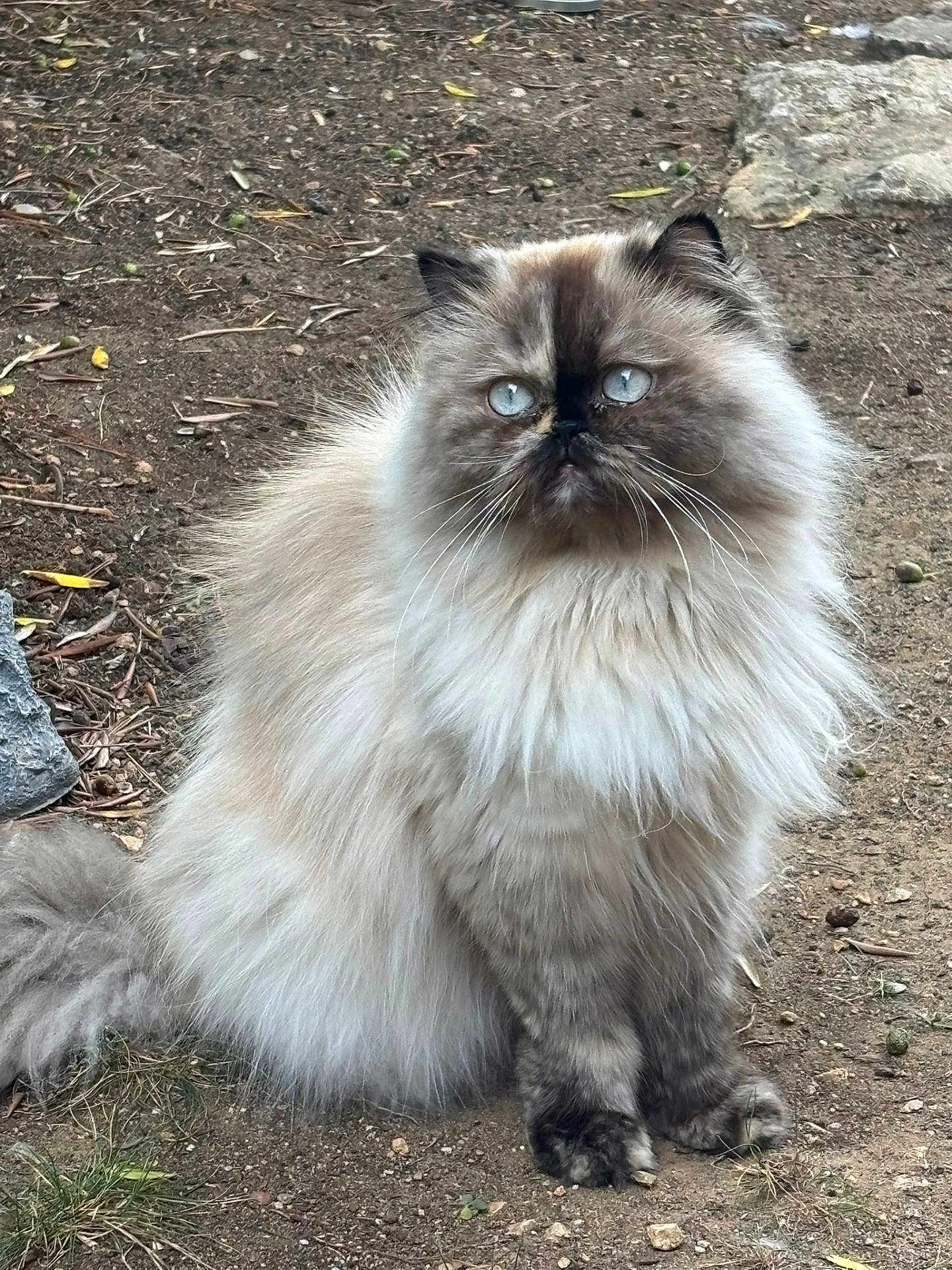 Kiara participe au concours pour gagner de l'argent avec cette photo : cat, fluffy, blue_eyes, outdoor, animal, pet, feline, sitting, fur, nature, dirt, whiskers, tail, ears, closeup, portrait, mammal, cute, alert, wildlife