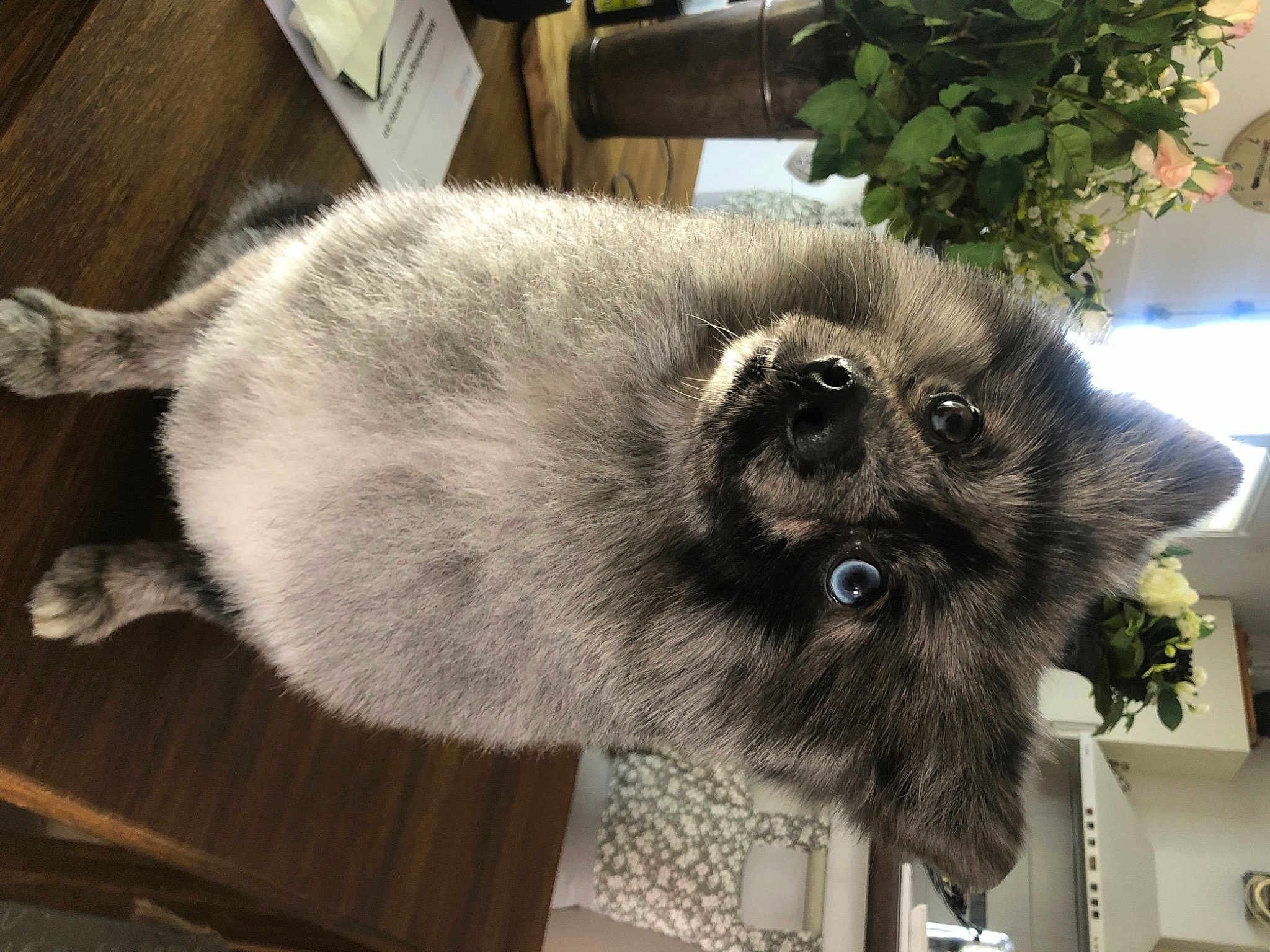 Oreo