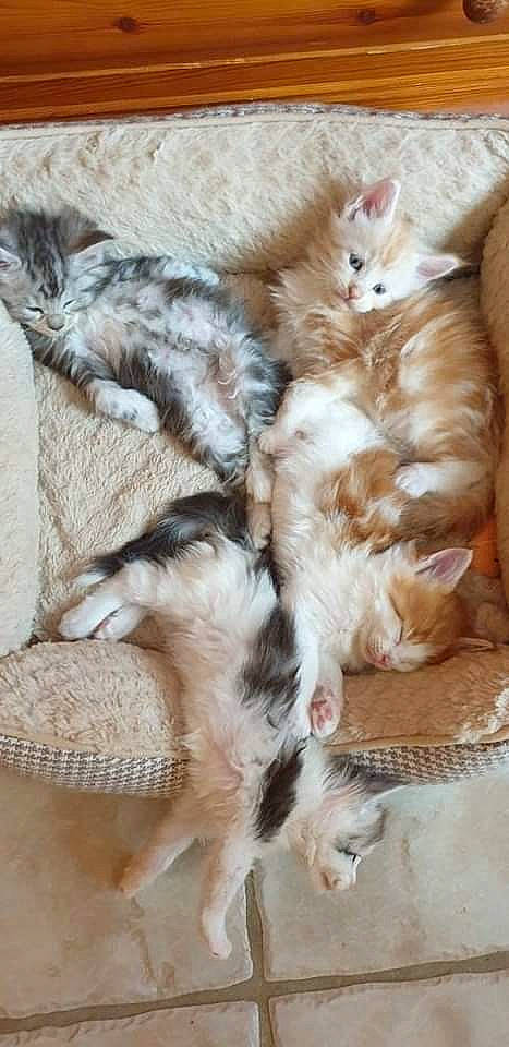 Raven participe au concours pour gagner de l'argent avec cette photo : carnivore, cat, claw, domestic_long_haired_cat, european_shorthair, fawn, felidae, german_rex, kitten, maine_coon, mammal, norwegian_forest_cat, oriental_longhair, polydactyl_cat, small_to_medium_sized_cats, tail, turkish_angora, whiskers