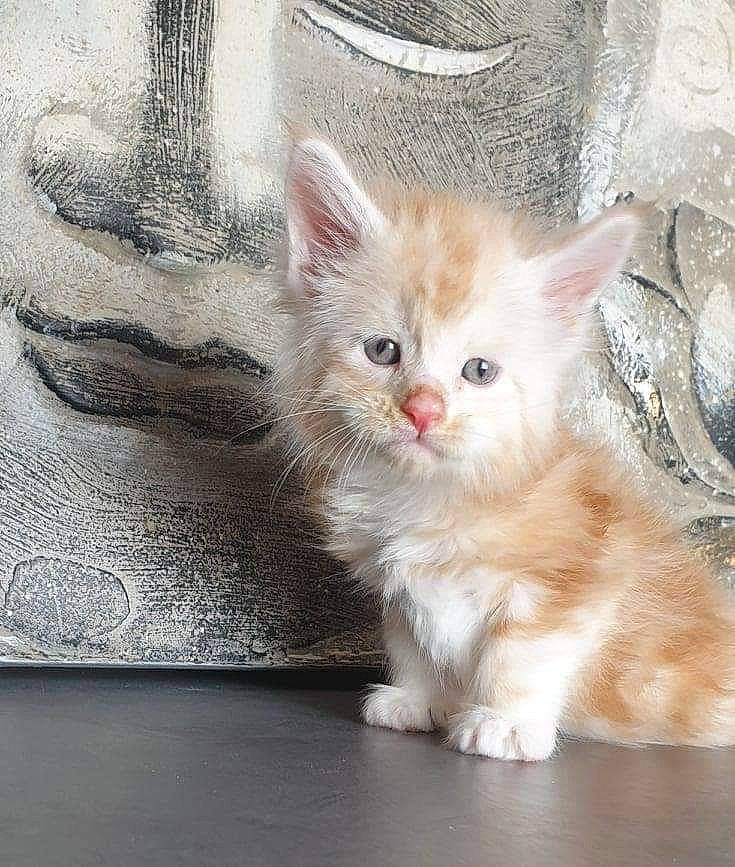 Raven a rejoint le concours — aidez-le/la à gagner de superbes lots ! asian, british_semi_longhair, carnivore, cat, domestic_long_haired_cat, fawn, felidae, kitten, laperm, maine_coon, mammal, munchkin, napoleon_cat, norwegian_forest_cat, polydactyl_cat, ragamuffin, small_to_medium_sized_cats, turkish_angora, vertebrate, whiskers