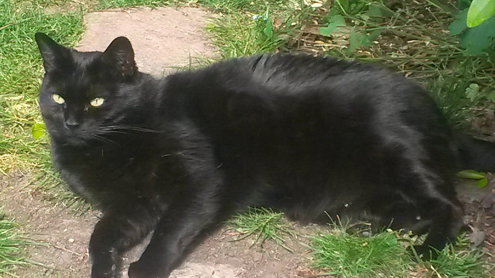 Filou a rejoint le concours — aidez-le/la à gagner de superbes lots ! asian, asian_semi_longhair, black_cat, bombay, carnivore, cat, cymric, domestic_long_haired_cat, domestic_short_haired_cat, felidae, fur, mammal, nebelung, small_to_medium_sized_cats, snout, tail, vertebrate, whiskers