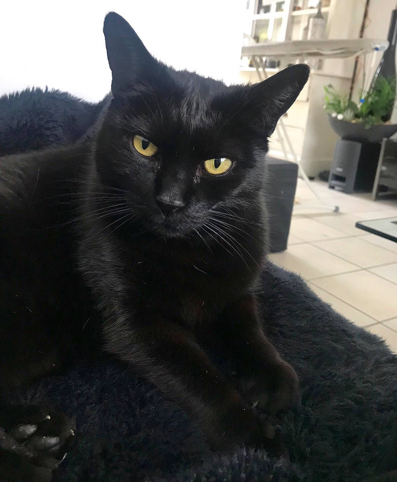 Filou a rejoint le concours — aidez-le/la à gagner de superbes lots ! asian, black, black_cat, bombay, british_shorthair, burmese, carnivore, cat, domestic_short_haired_cat, felidae, fur, korat, mammal, polydactyl_cat, small_to_medium_sized_cats, snout, tail, vertebrate, whiskers
