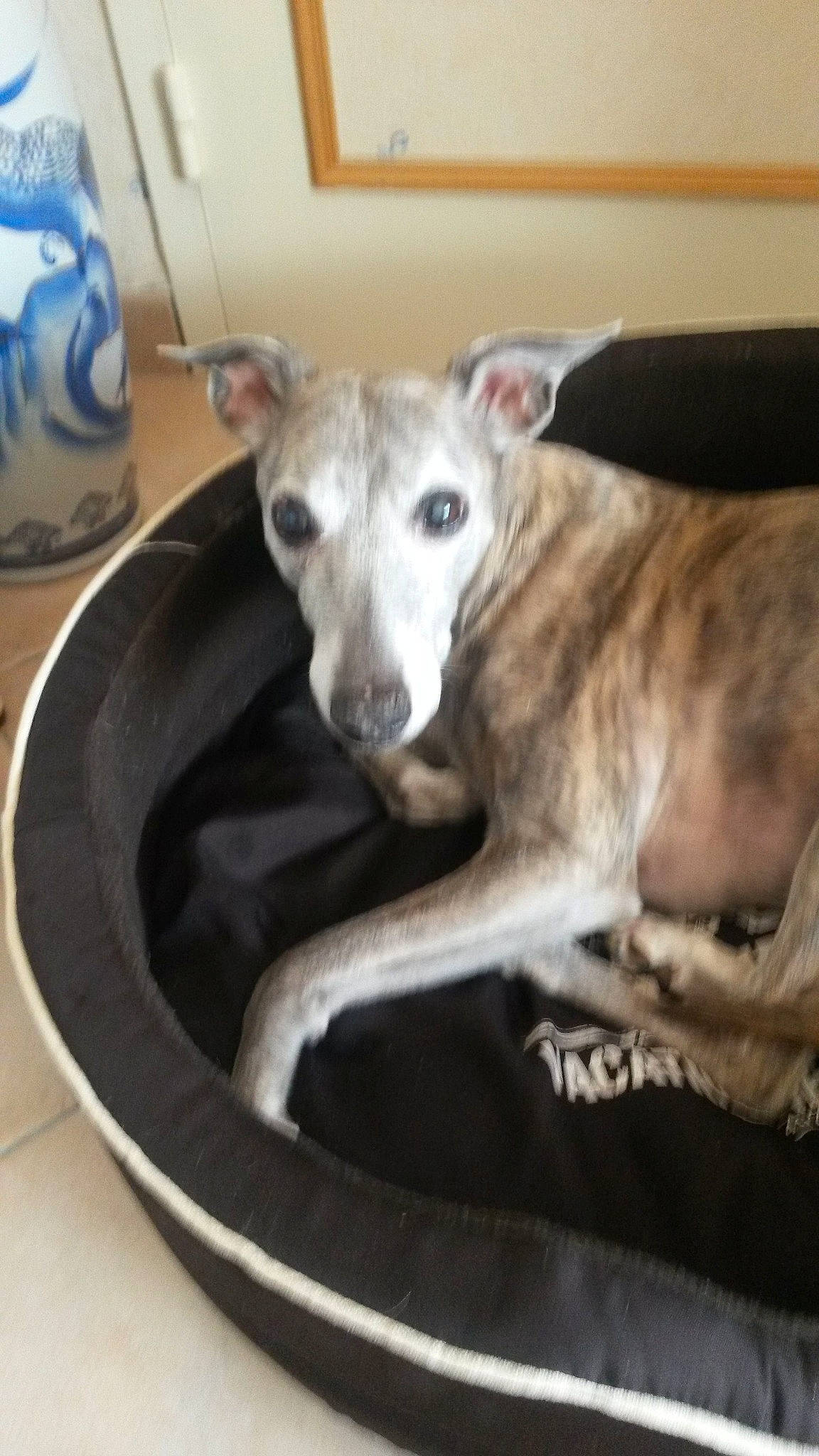 Margot participe au concours pour gagner de l'argent avec cette photo : canidae, carnivore, chippiparai, companion_dog, dog, dog_bed, dog_breed, fawn, galgo_espanol, greyhound, hortaya_borzaya, italian_greyhound, lurcher, magyar_agar, mammal, sighthound, sloughi, snout, vertebrate, whippet