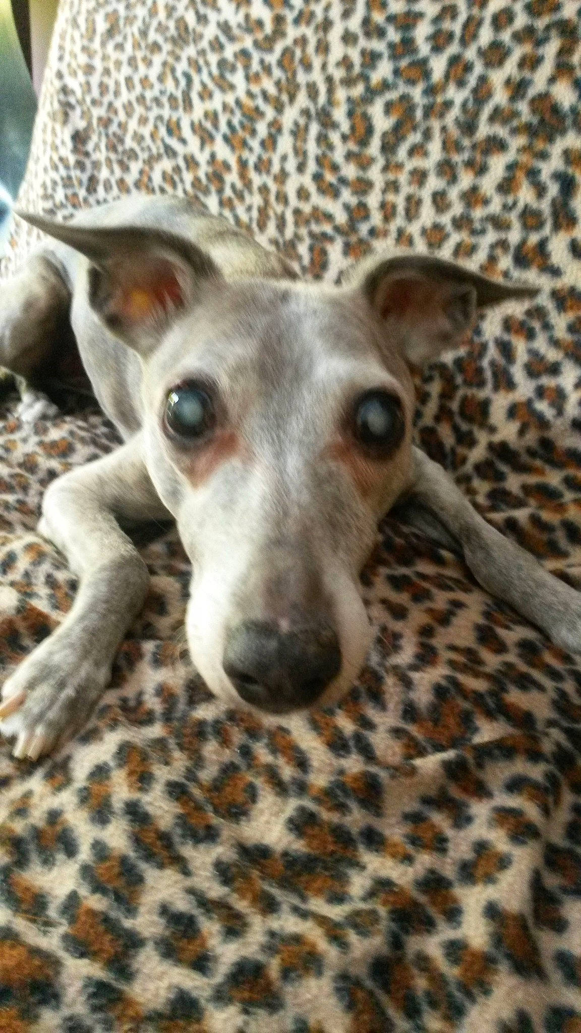 Margot participe au concours pour gagner de l'argent avec cette photo : american_hairless_terrier, canidae, carnivore, chippiparai, dog, dog_breed, fawn, feist, galgo_espanol, greyhound, italian_greyhound, lurcher, magyar_agar, mammal, rare_breed_dog, sighthound, sloughi, snout, vertebrate, whippet