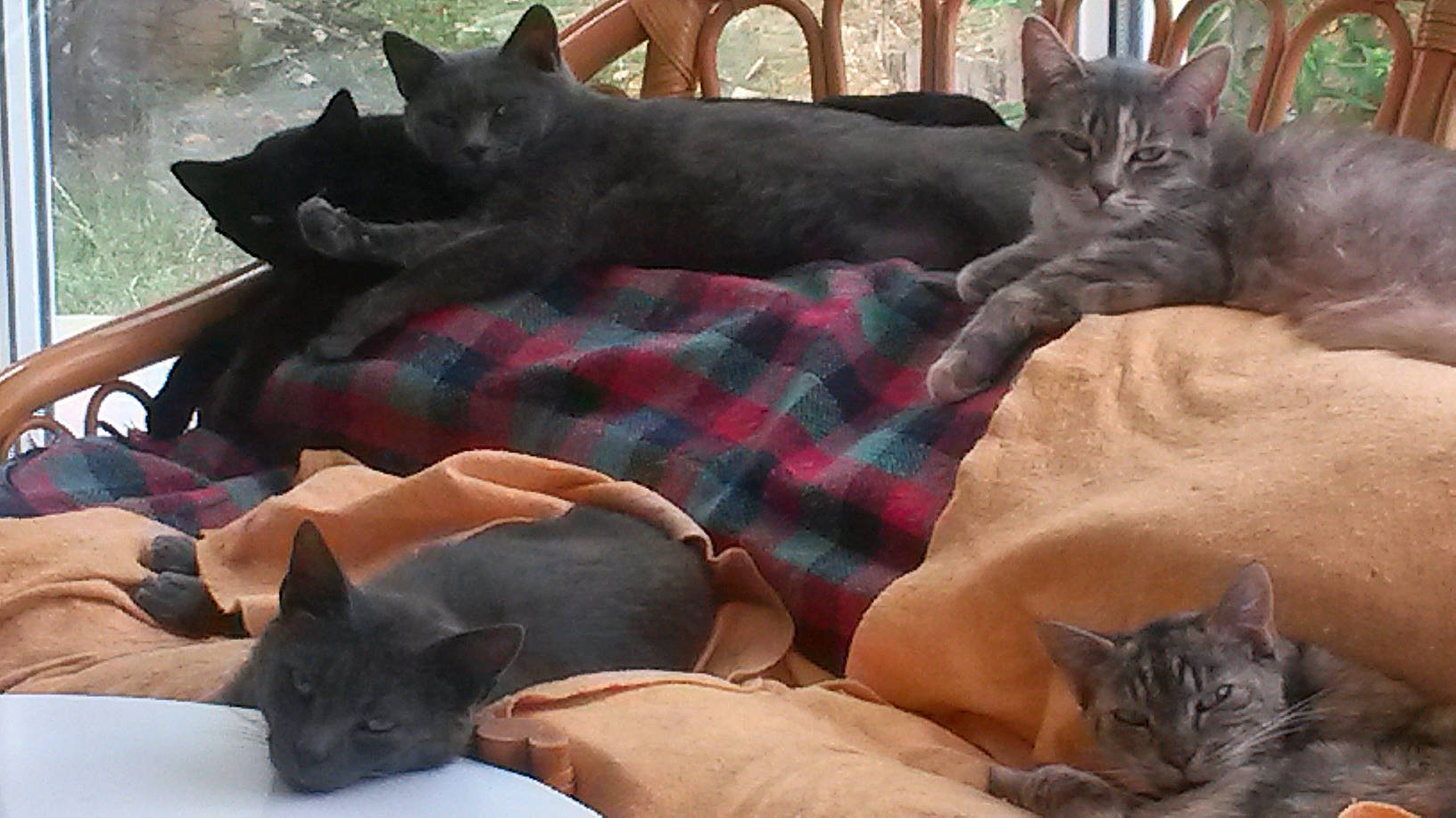 Zoe participe au concours pour gagner de l'argent avec cette photo : asian, black_cat, burmese, carnivore, cat, chartreux, domestic_short_haired_cat, european_shorthair, felidae, havana_brown, kitten, korat, mammal, nap, nebelung, oriental_longhair, russian_blue, small_to_medium_sized_cats, vertebrate, whiskers