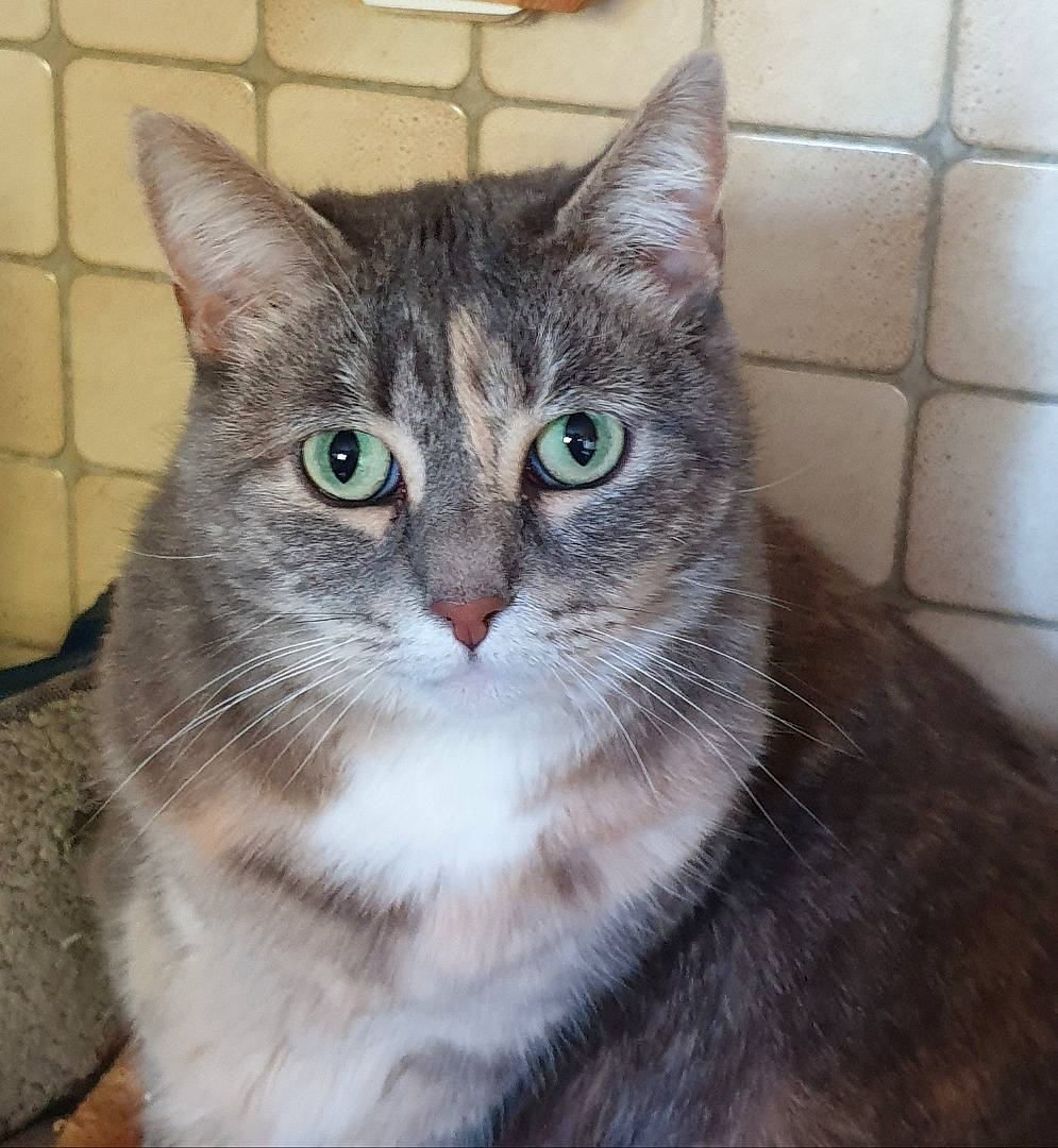 Zoe participe au concours pour gagner de l'argent avec cette photo : aegean_cat, american_shorthair, american_wirehair, asian, asian_semi_longhair, australian_mist, carnivore, cat, domestic_short_haired_cat, european_shorthair, eye, felidae, iris, mammal, ojos_azules, small_to_medium_sized_cats, snout, tabby_cat, vertebrate, whiskers